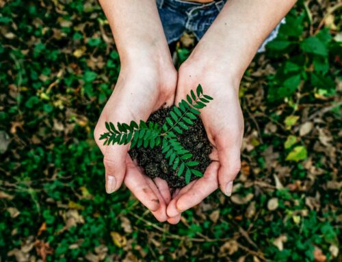 Digitalisierung und Klimaschutz: Wie ein DMS die CO2-Bilanz verbessert